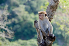Bon plan voyage de Zurich à Colombo (Sri Lanka) pour moins de 500 francs (Inde également moins cher)