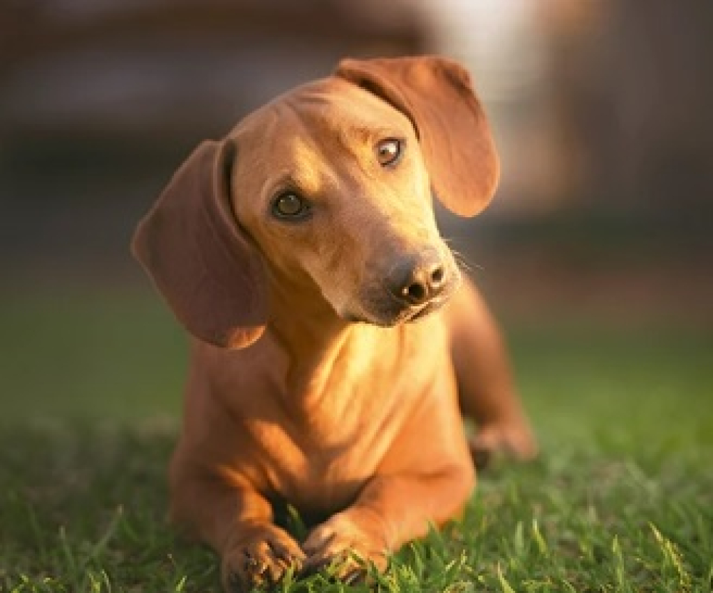 Fressnapf 20 Prozent Hunde