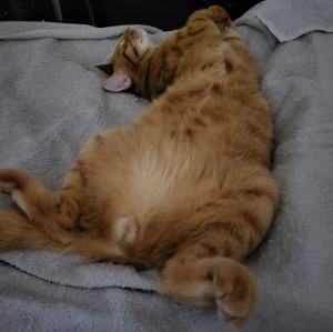 Sammy-am-schlafen