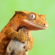 Illustration du profil de Gecko
