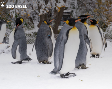 🔥 Entrée gratuite au Zolli Zoo de Bâle le 31.12 de 9h00 à 17h30