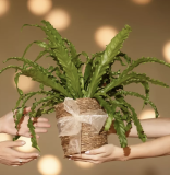 Économisez sur les plantes, les fleurs et les accessoires chez feey