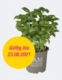 Basilic bio gratuit chez Migros Do It + Garden