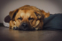 Échantillon gratuit de nourriture pour chien, livraison incluse.