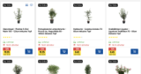 Plantes de haies + arbustes avec 50% de réduction et livraison gratuite chez Jumbo